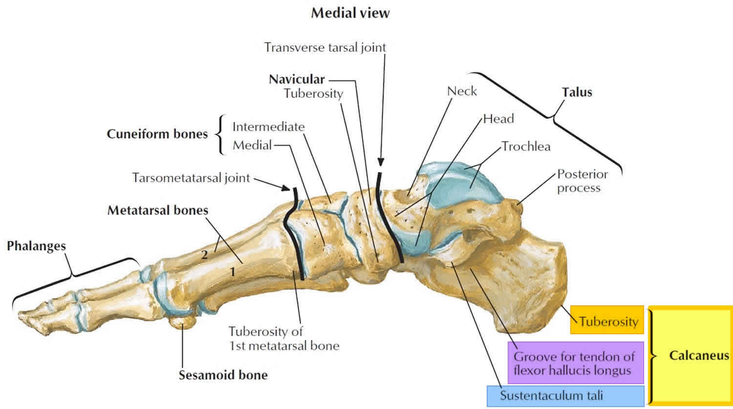 Calcaneus bone anatomy, function, calcaneus pain & calcaneus fracture