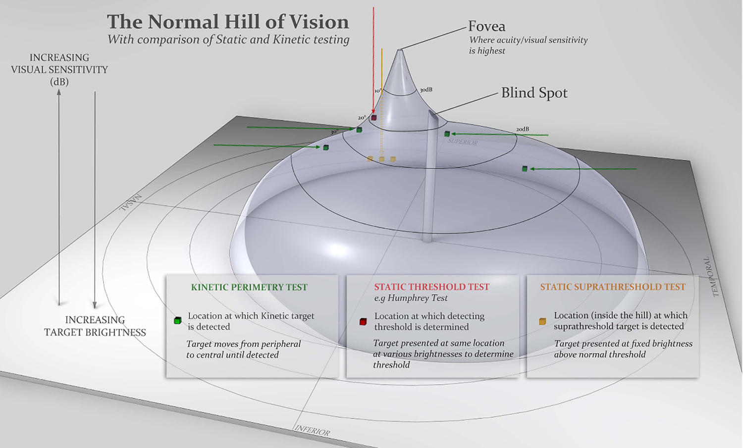 Normal hill of vision