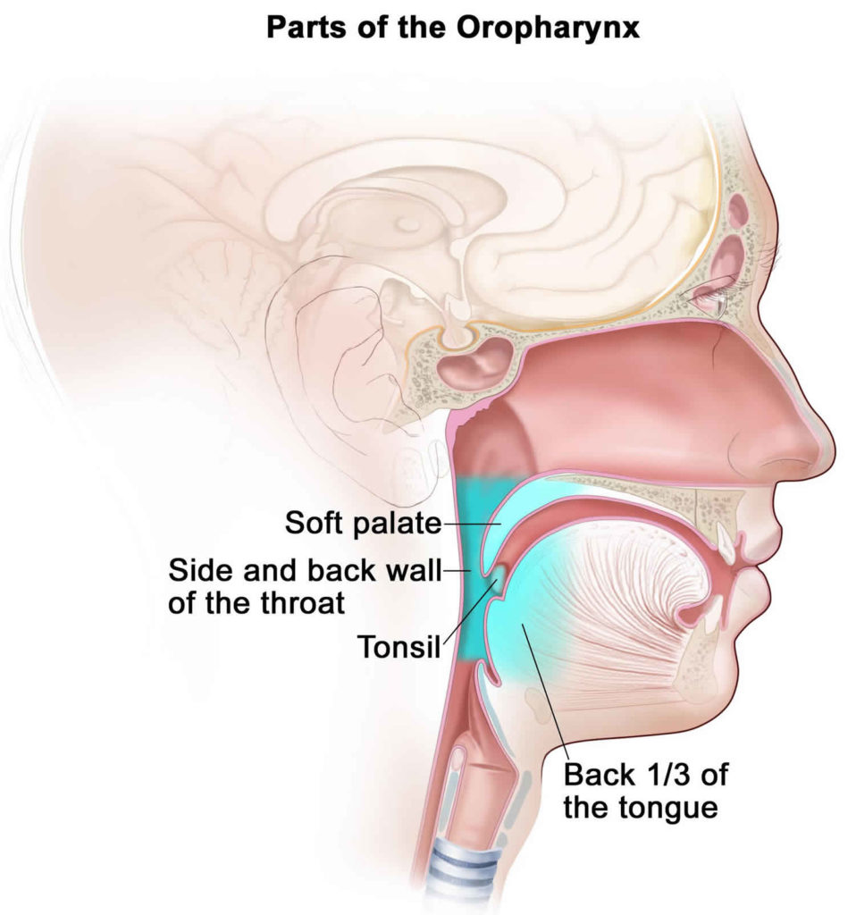 Oropharynx anatomy, function, location, oropharynx infection & cancer