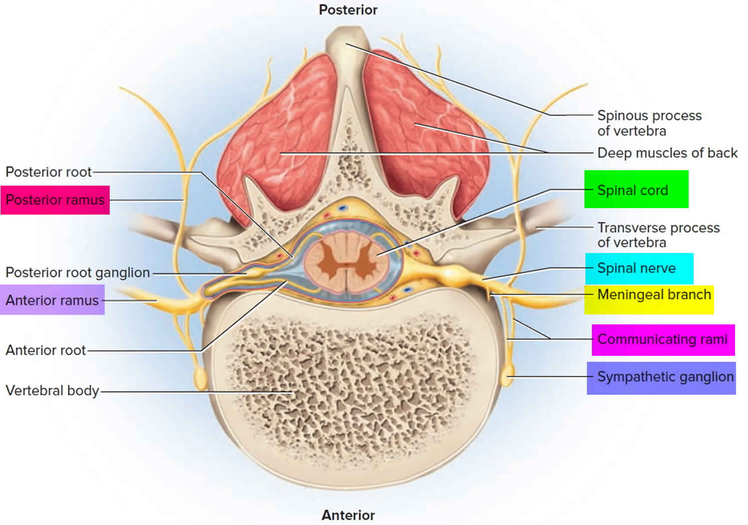 Spinal nerve anatomy