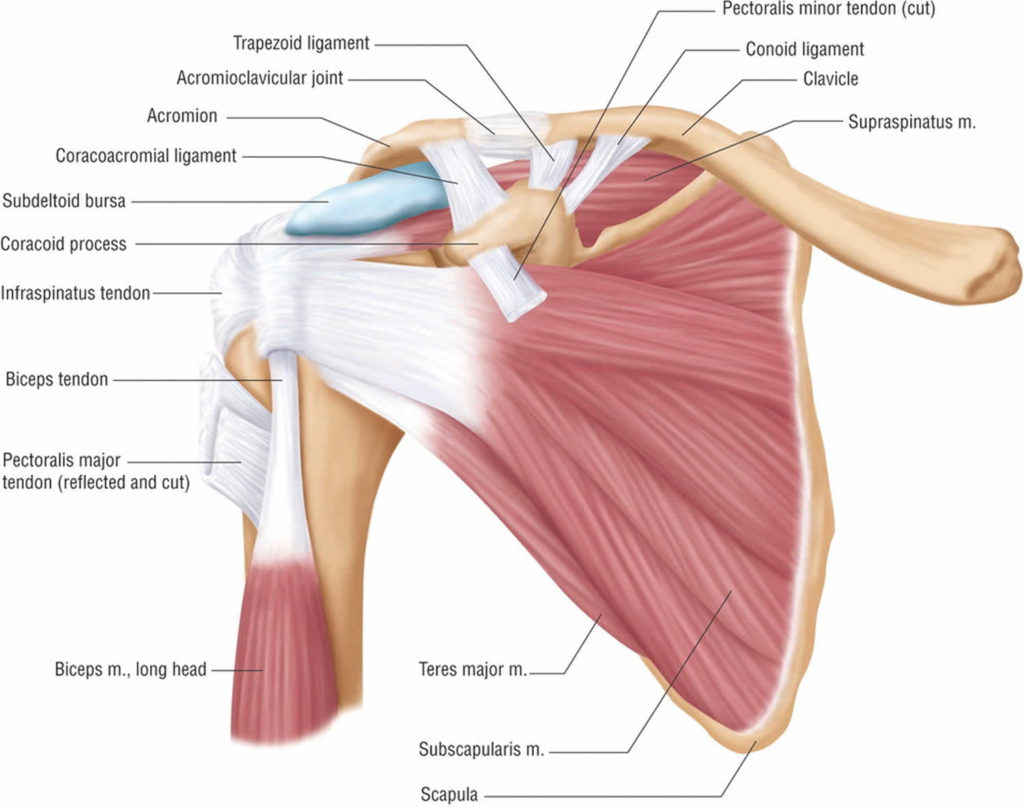 Acromioclavicular joint, acromioclavicular joint injury, separation ...