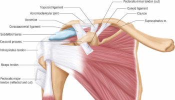 acromioclavicular joint