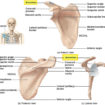 acromion