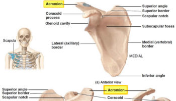 acromion