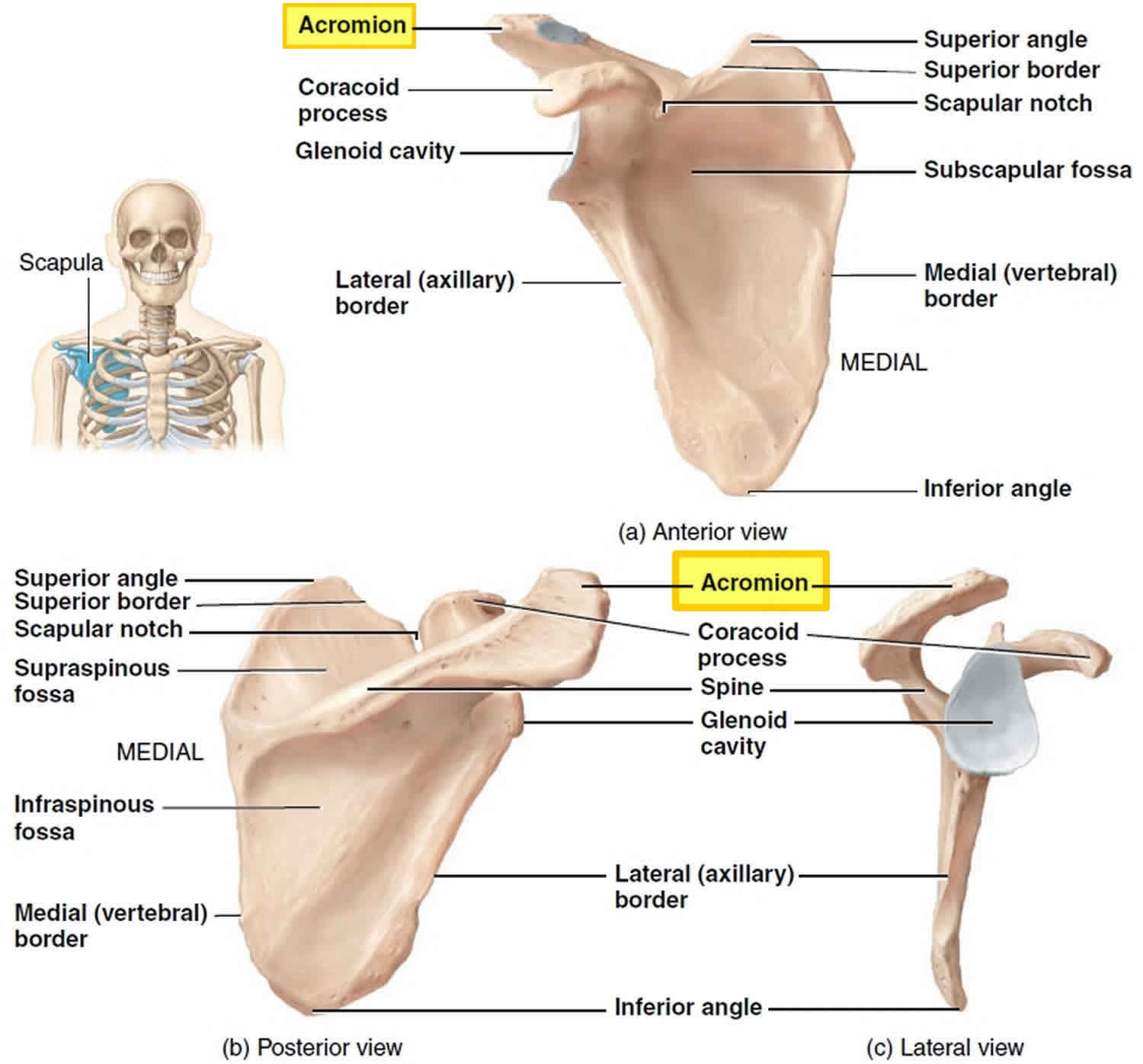 Acromion Of Scapula Acromion Types And Acromion Fracture