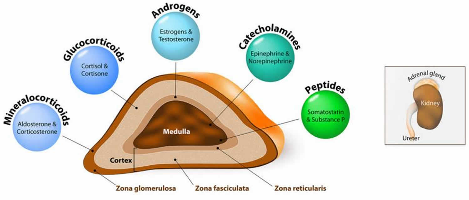 Adrenal gland hormones