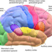 agnosia
