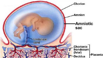 amniotic sac