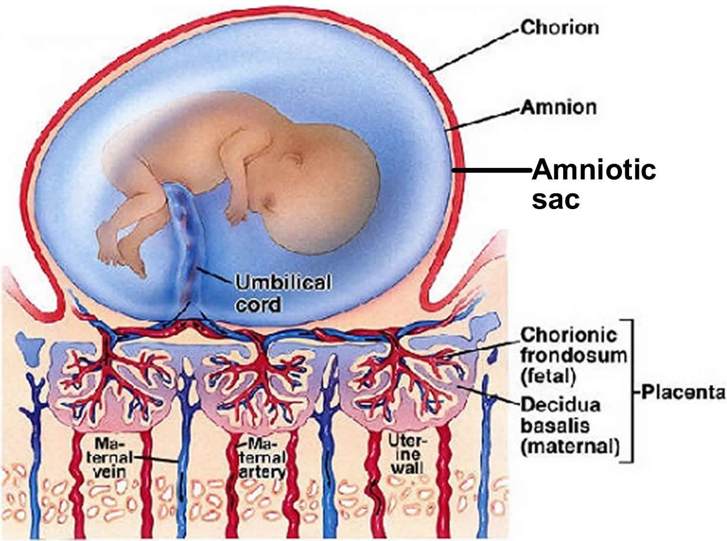 human amniotic sac