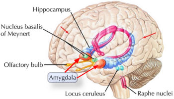 amygdala