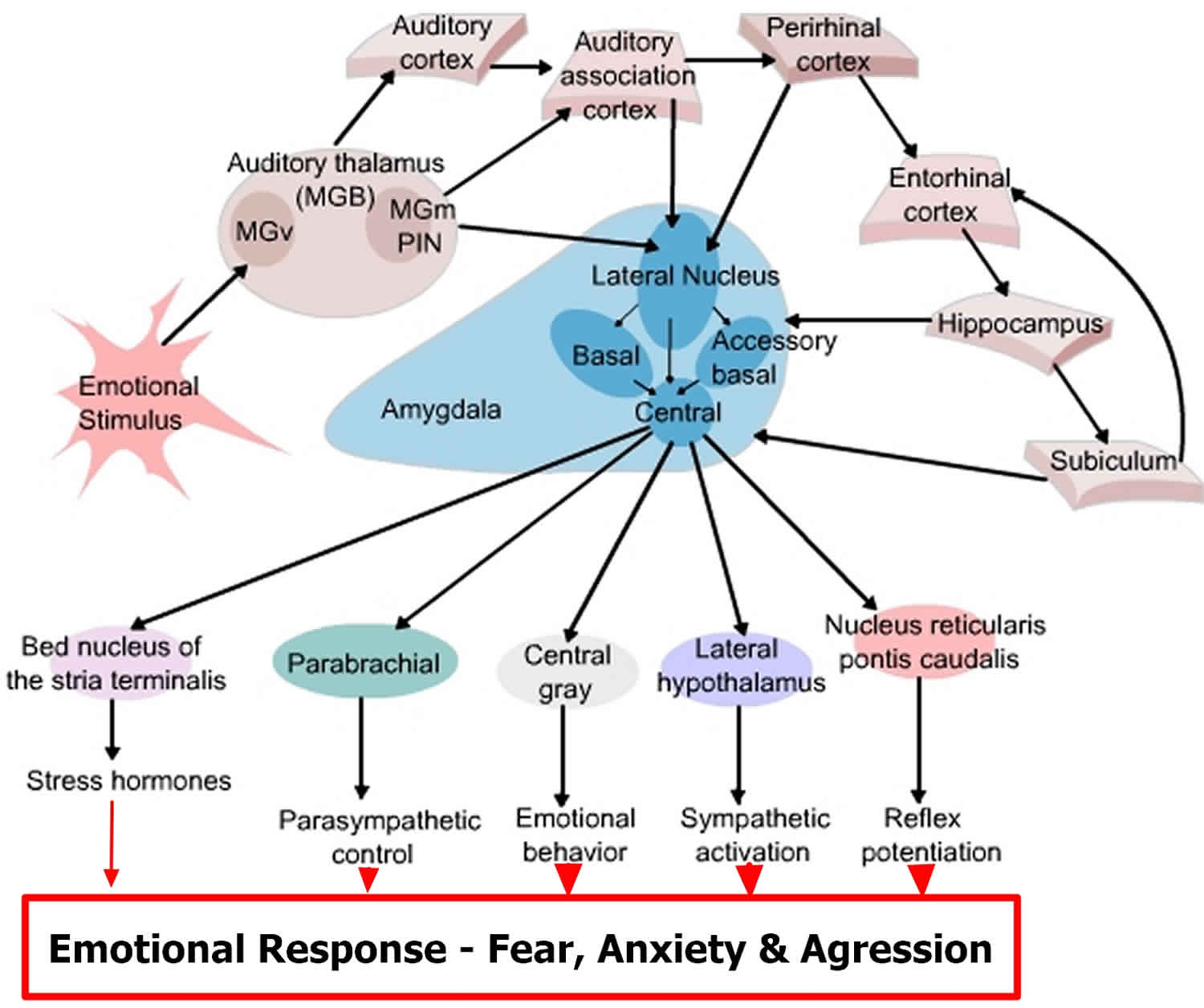 Amygdala function, location & what happens when amygdala is damaged