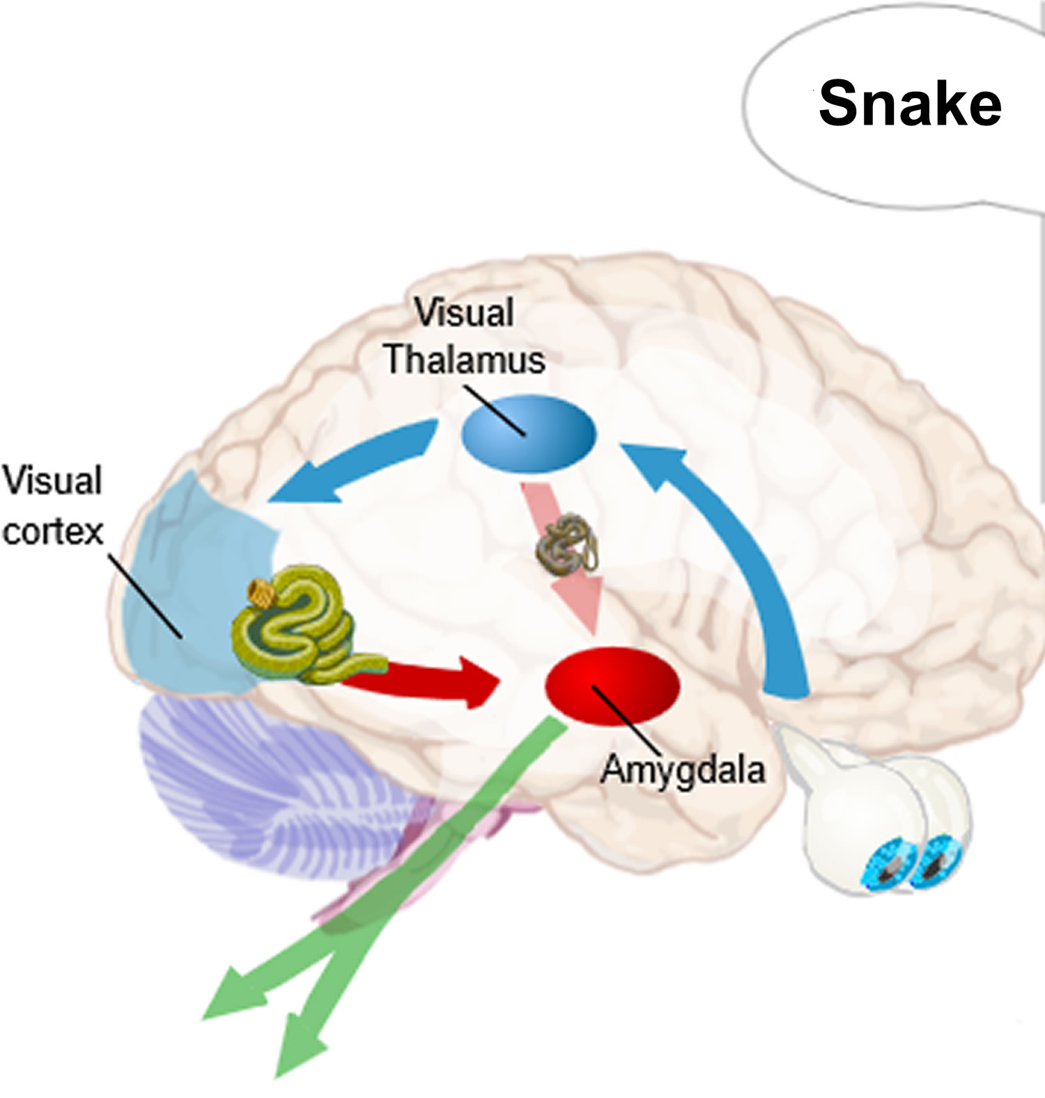 Amygdala function in fear conditioning