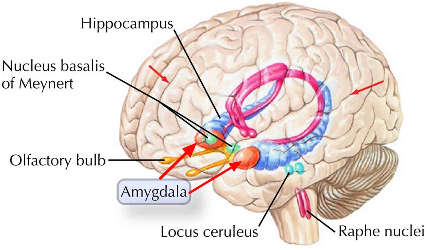 Железа мозга 7. Строение мозга Амигдала. Амигдала миндалевидное тело. Амигдала анатомия.