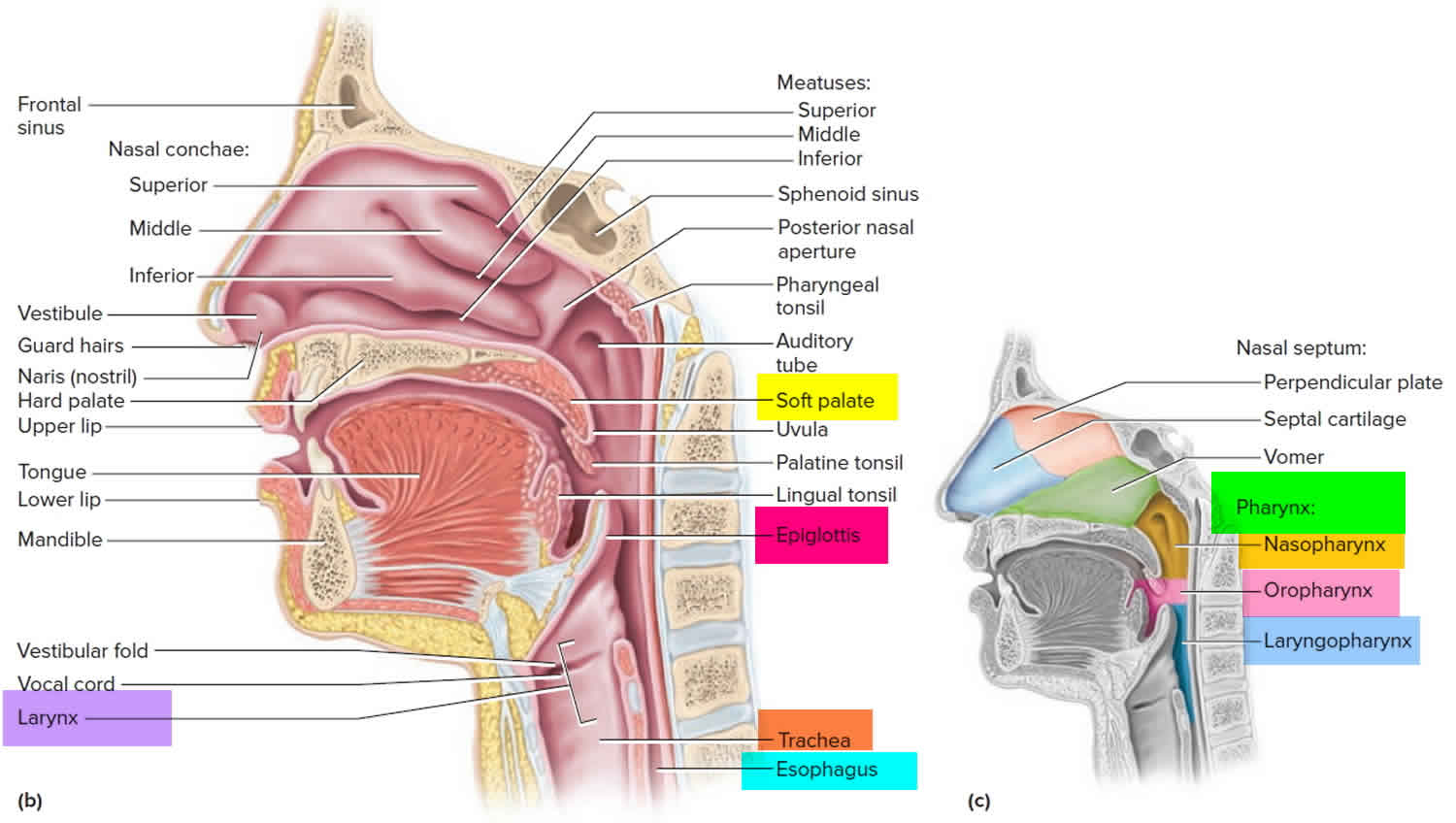 Larynx and pharynx anatomy