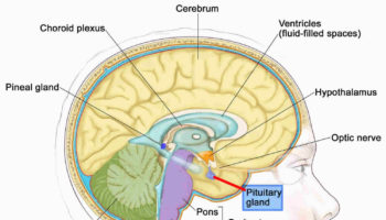 anterior pituitary