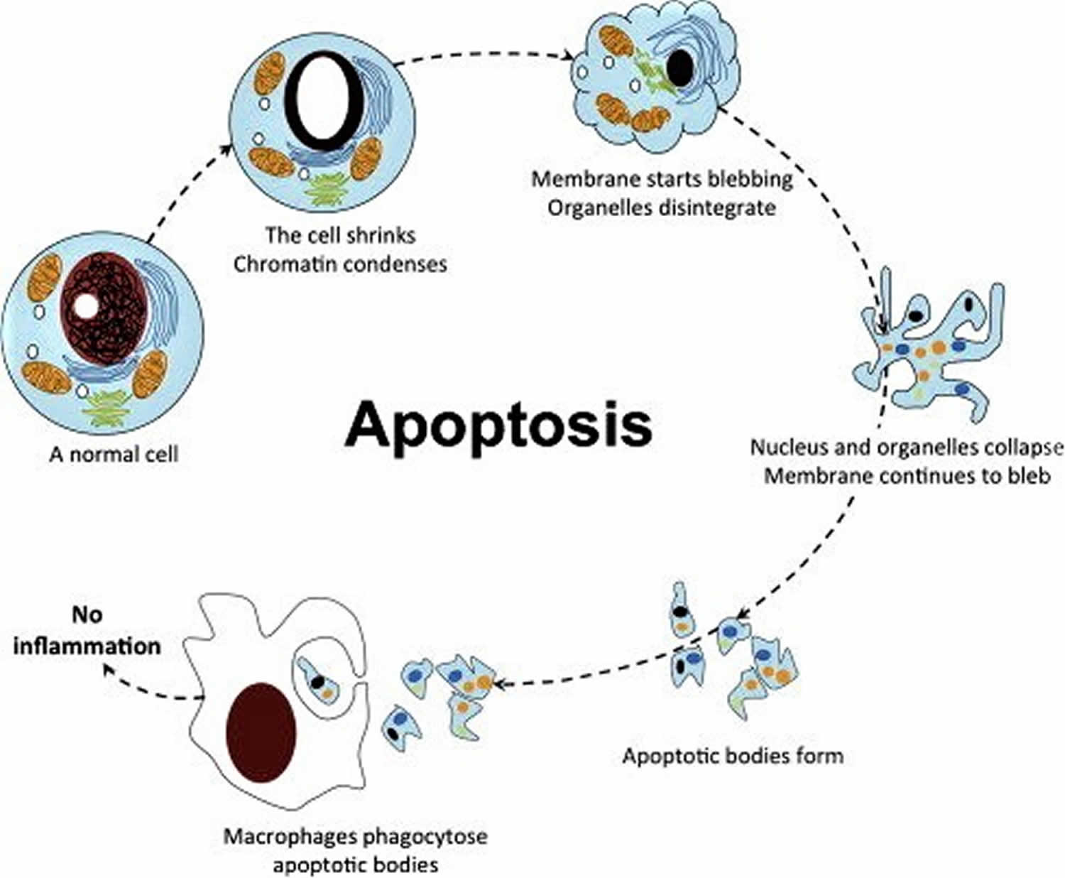 Apoptosis Definition Cell Apoptosis Pathway Steps Apoptosis Inducer