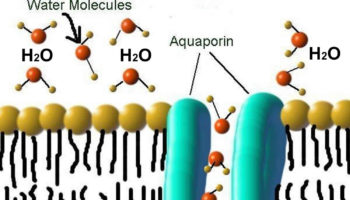 aquaporins