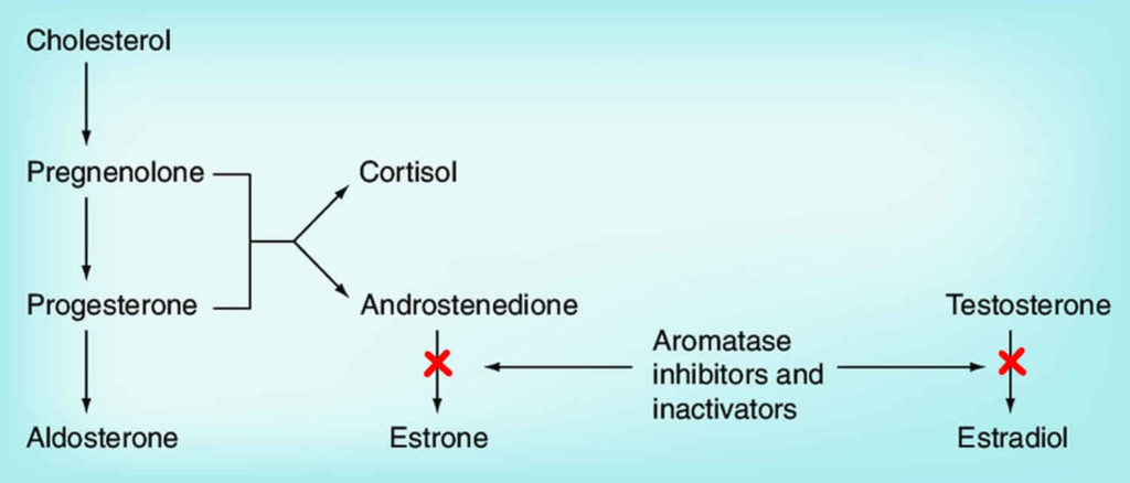 Aromatase inhibitors drugs uses, aromatase inhibitors side effects