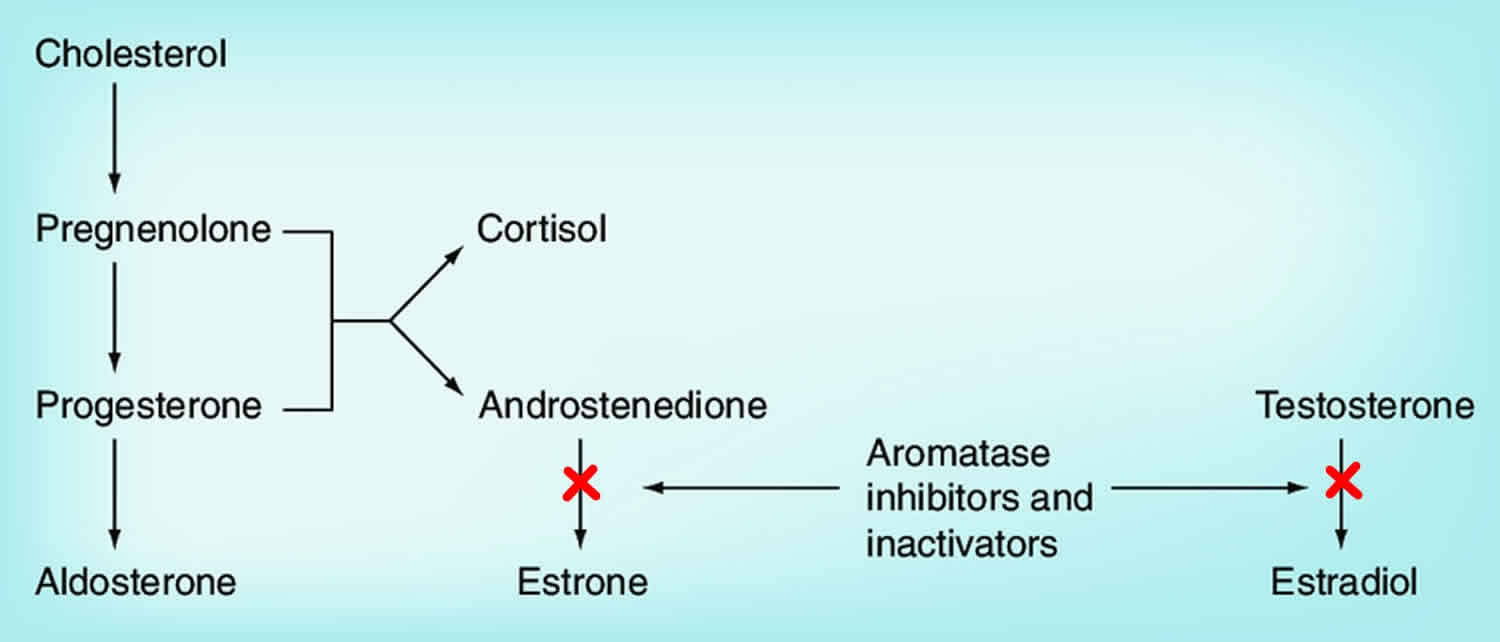 Aromatase inhibitors mechanism of action