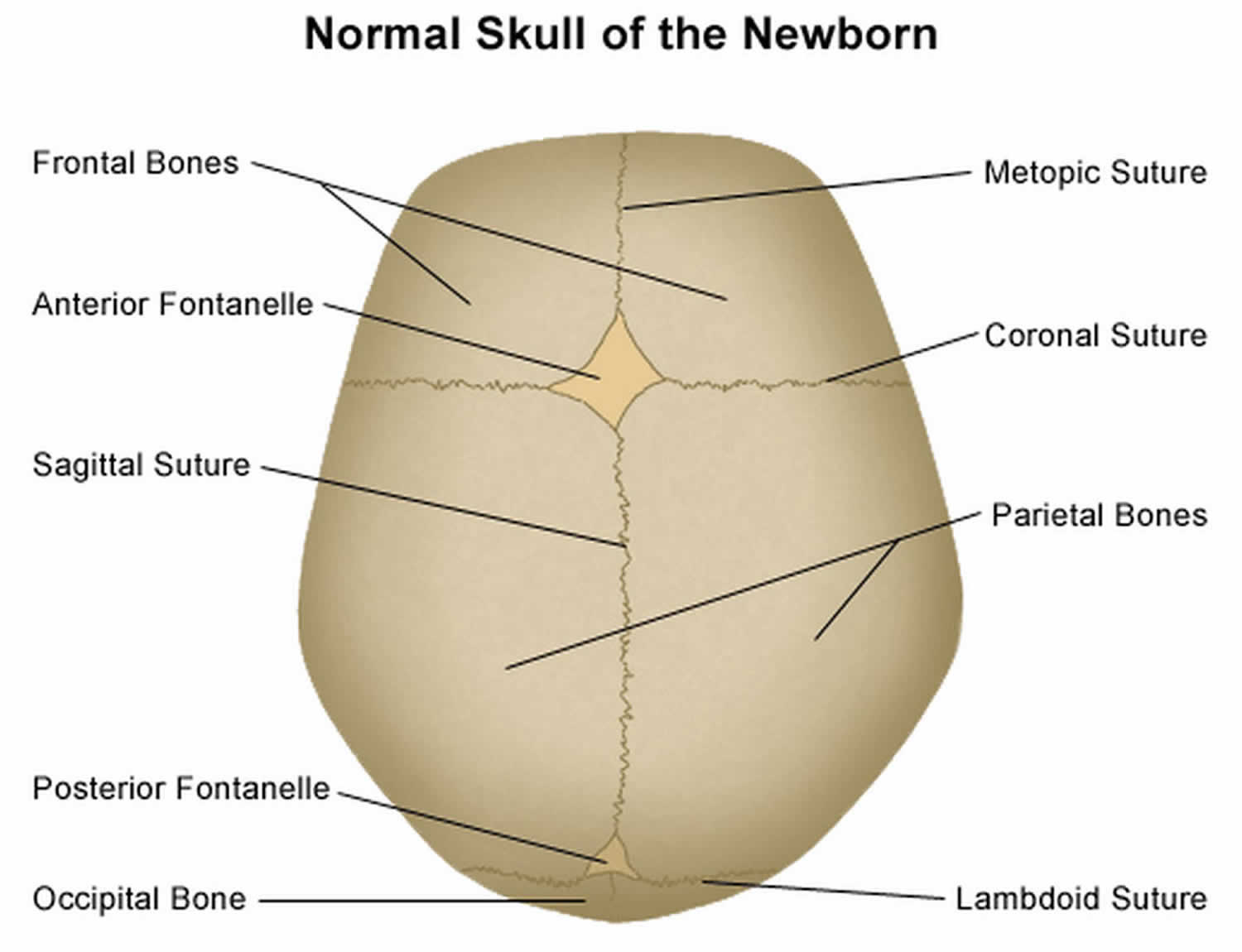 Baby skull anatomy