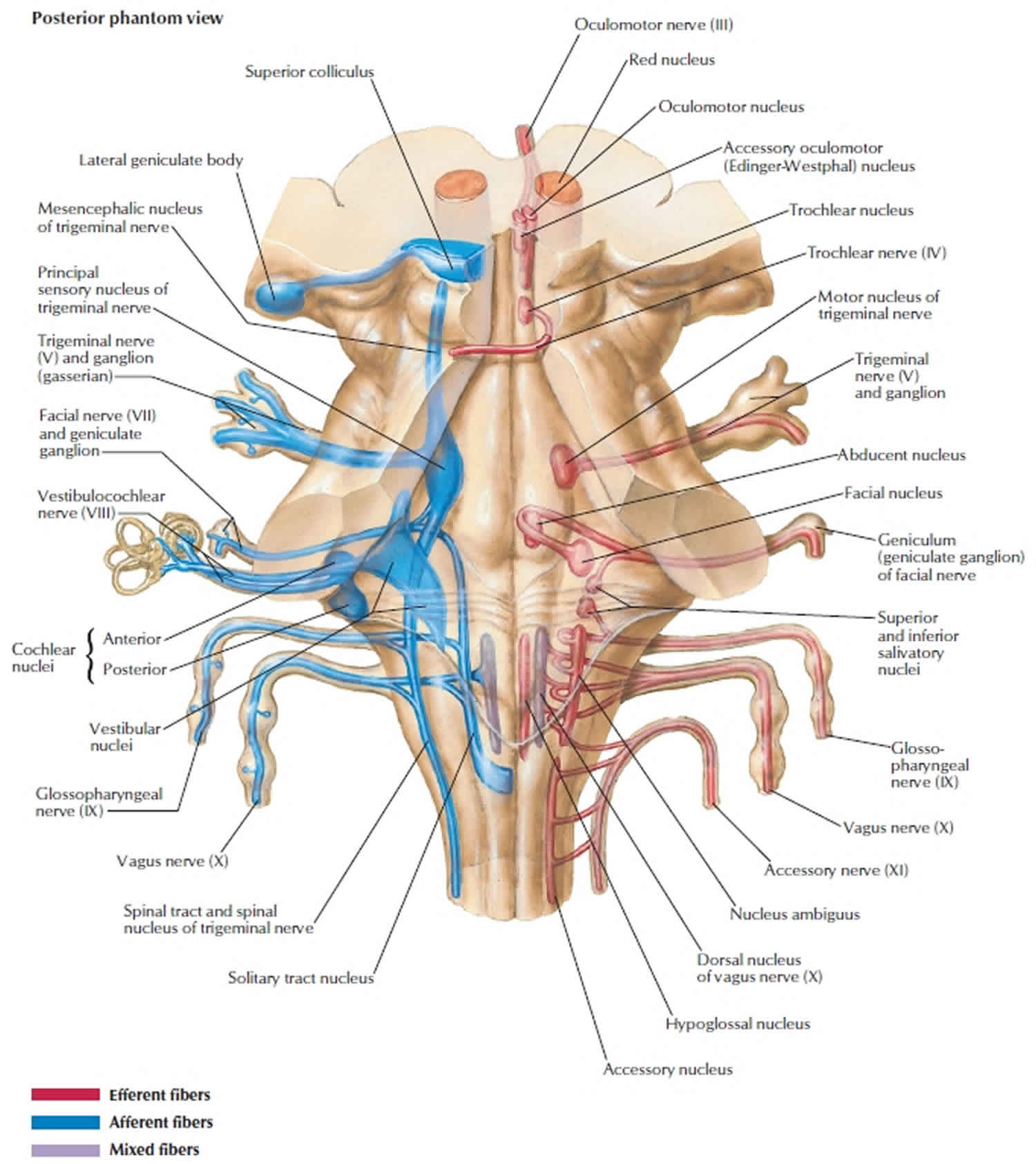 brain-stem-anatomy-function-brain-stem-stroke-brain-stem-tumor