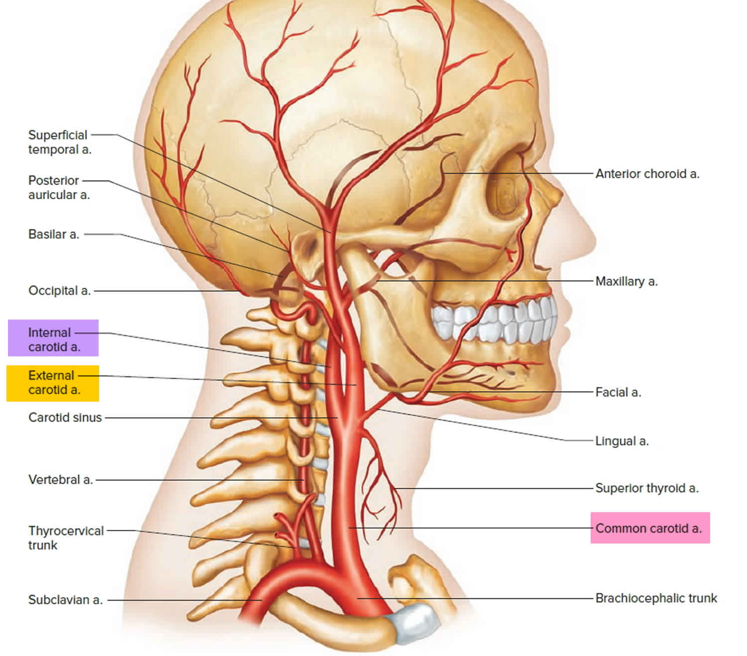 What Are The Two Types Of Carotid Arteries