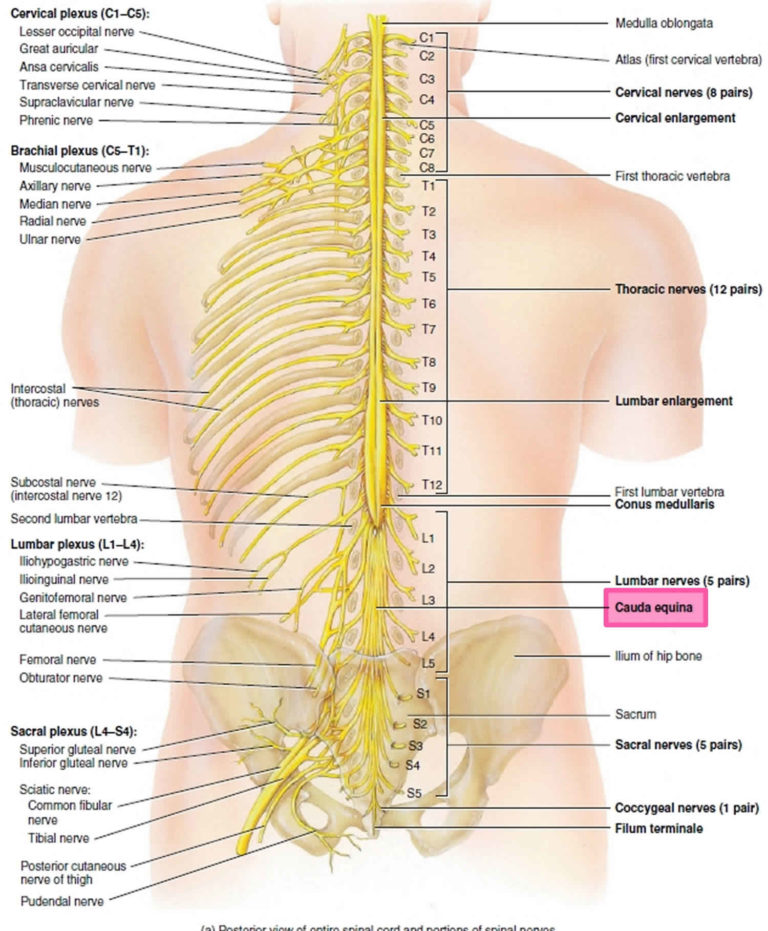 Cauda equina, cauda equina syndrome causes, symptoms & treatment