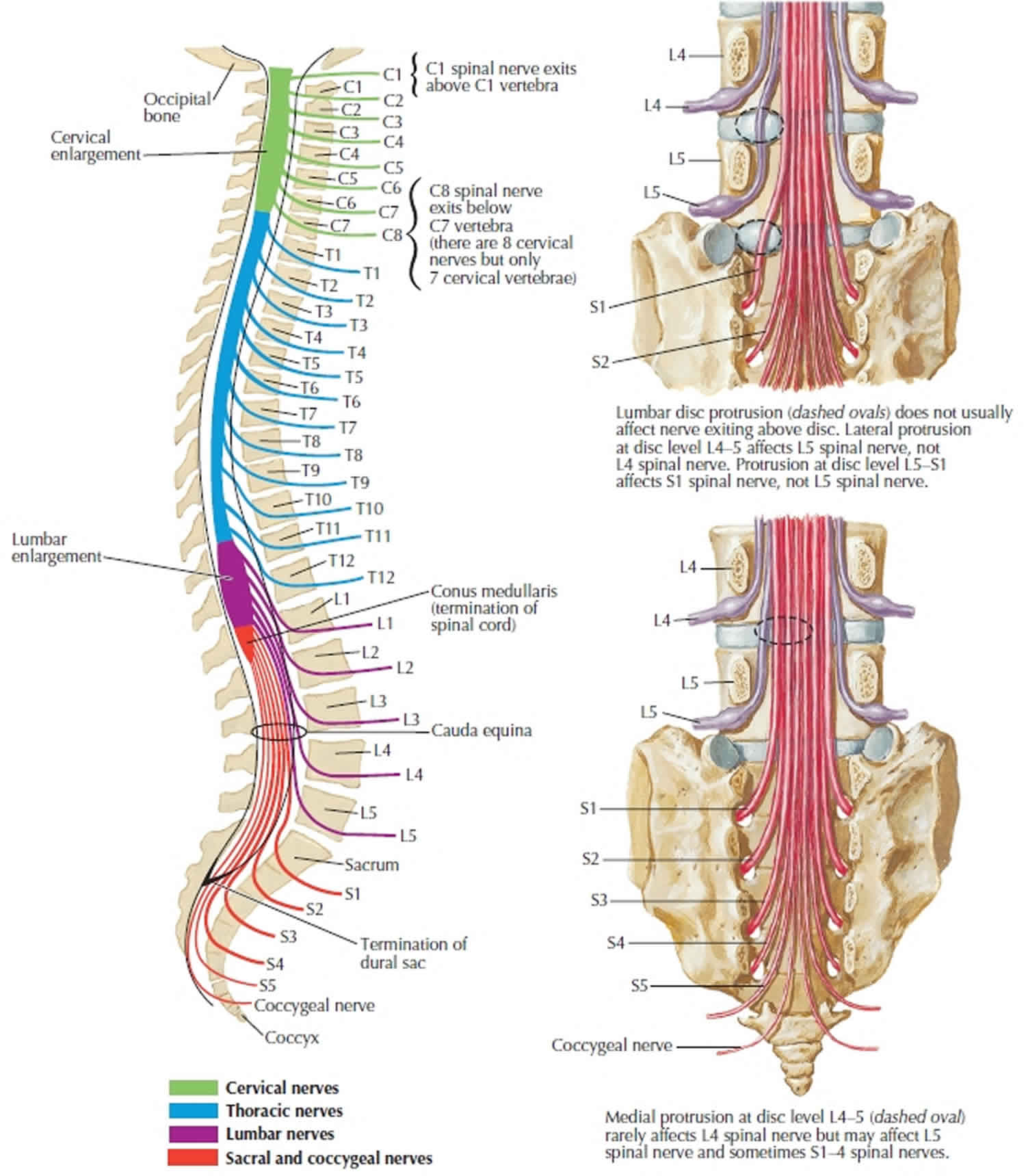 spinal cord anatomy cauda equina