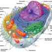 cell apoptosis