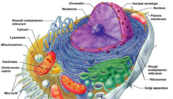 cell apoptosis