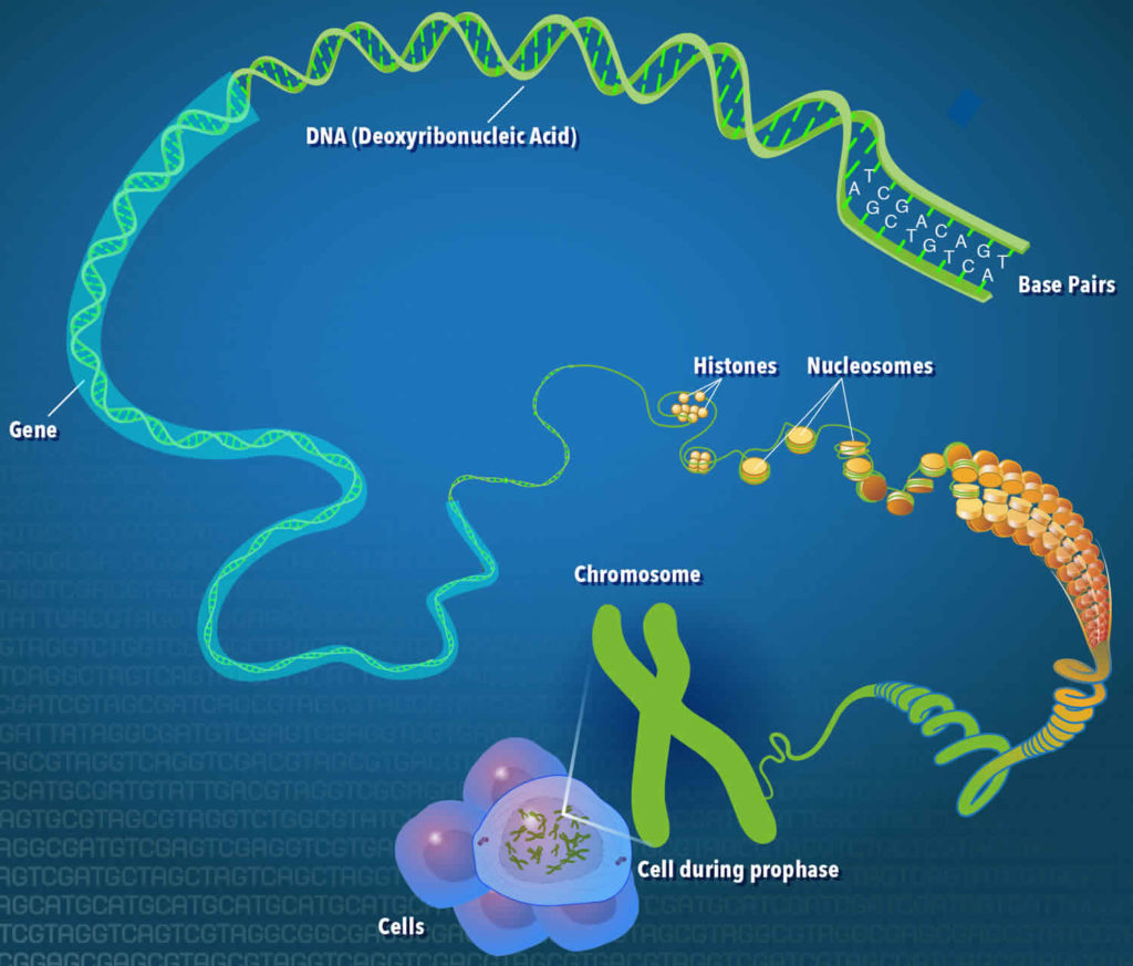 Deoxyribonucleic acid or DNA, structure and function