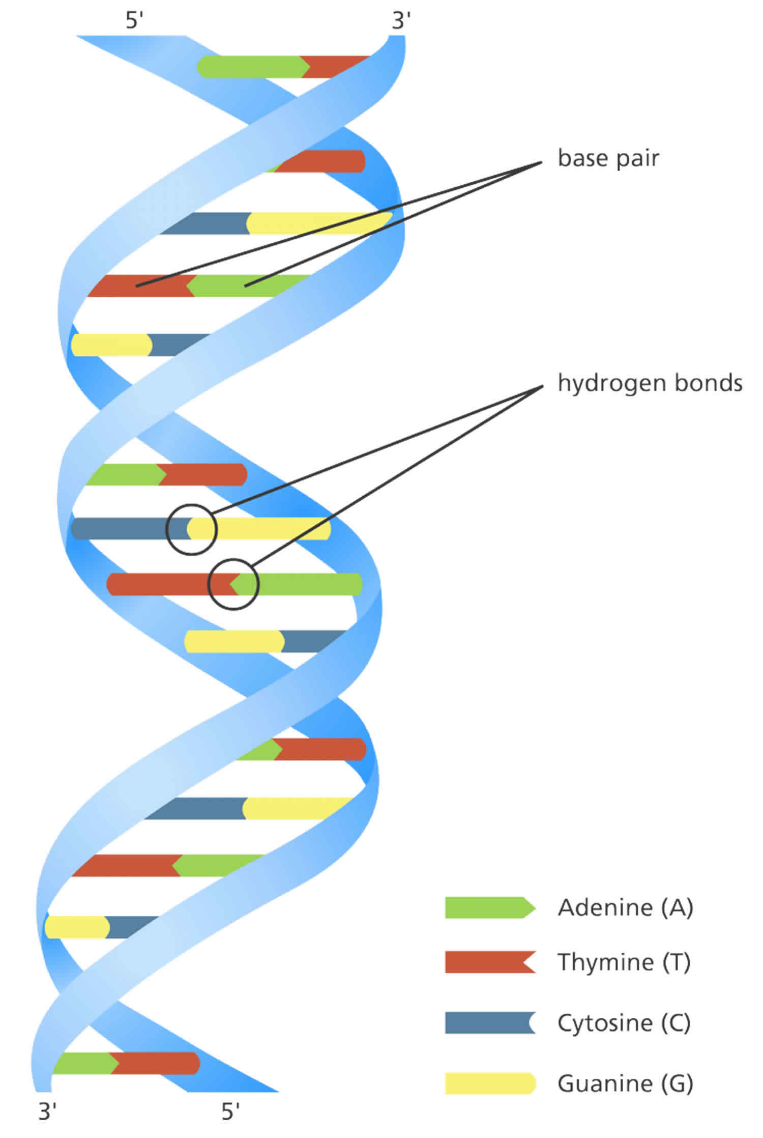 deoxyribonucleic acid structure