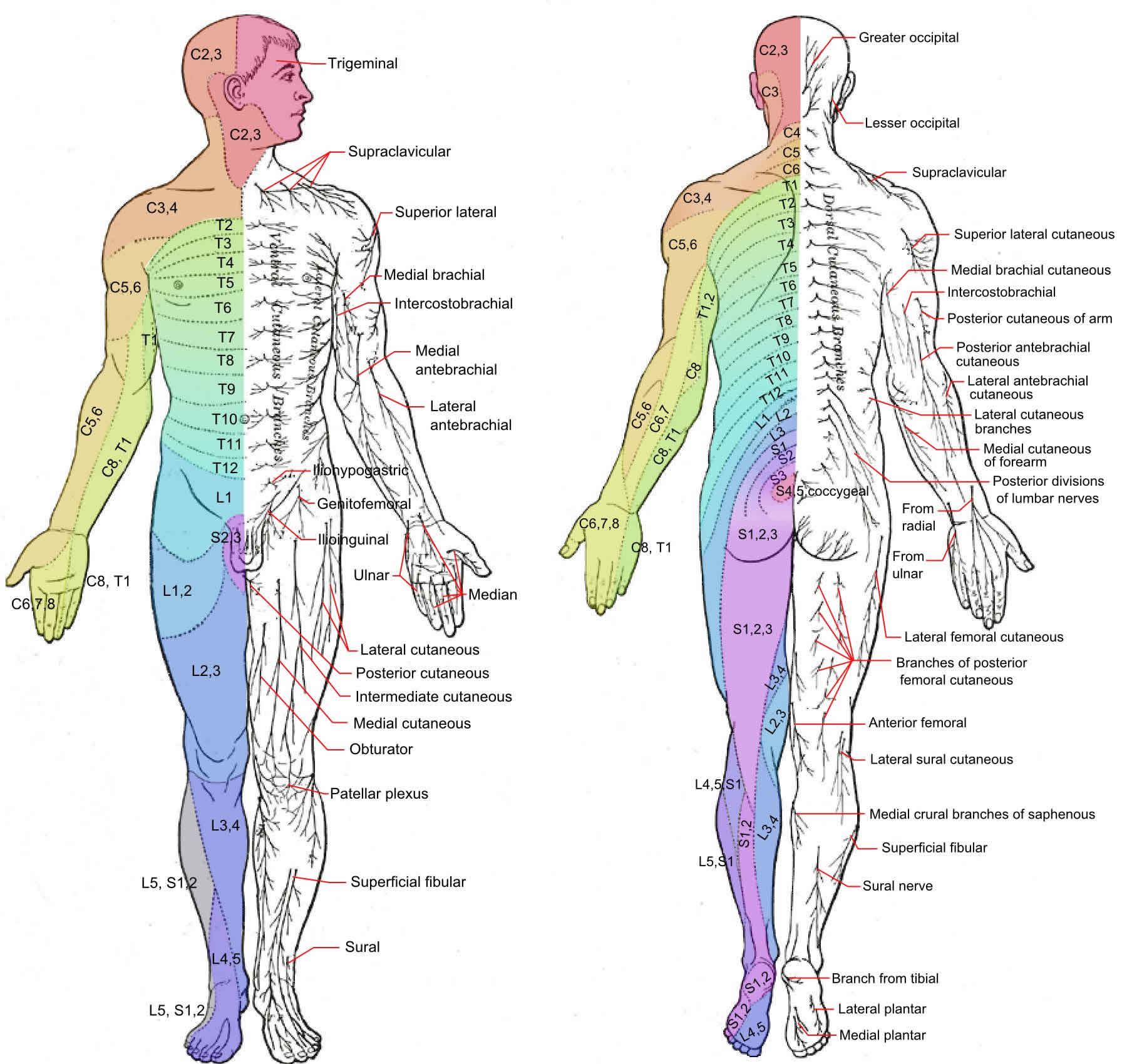 Human Anatomy Chart Dermatome Spinal Cord Peripheral Nervous System