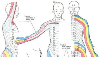 dermatomes