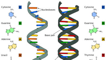 dna deoxyribonucleic acid