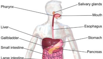 gastrointestinal system