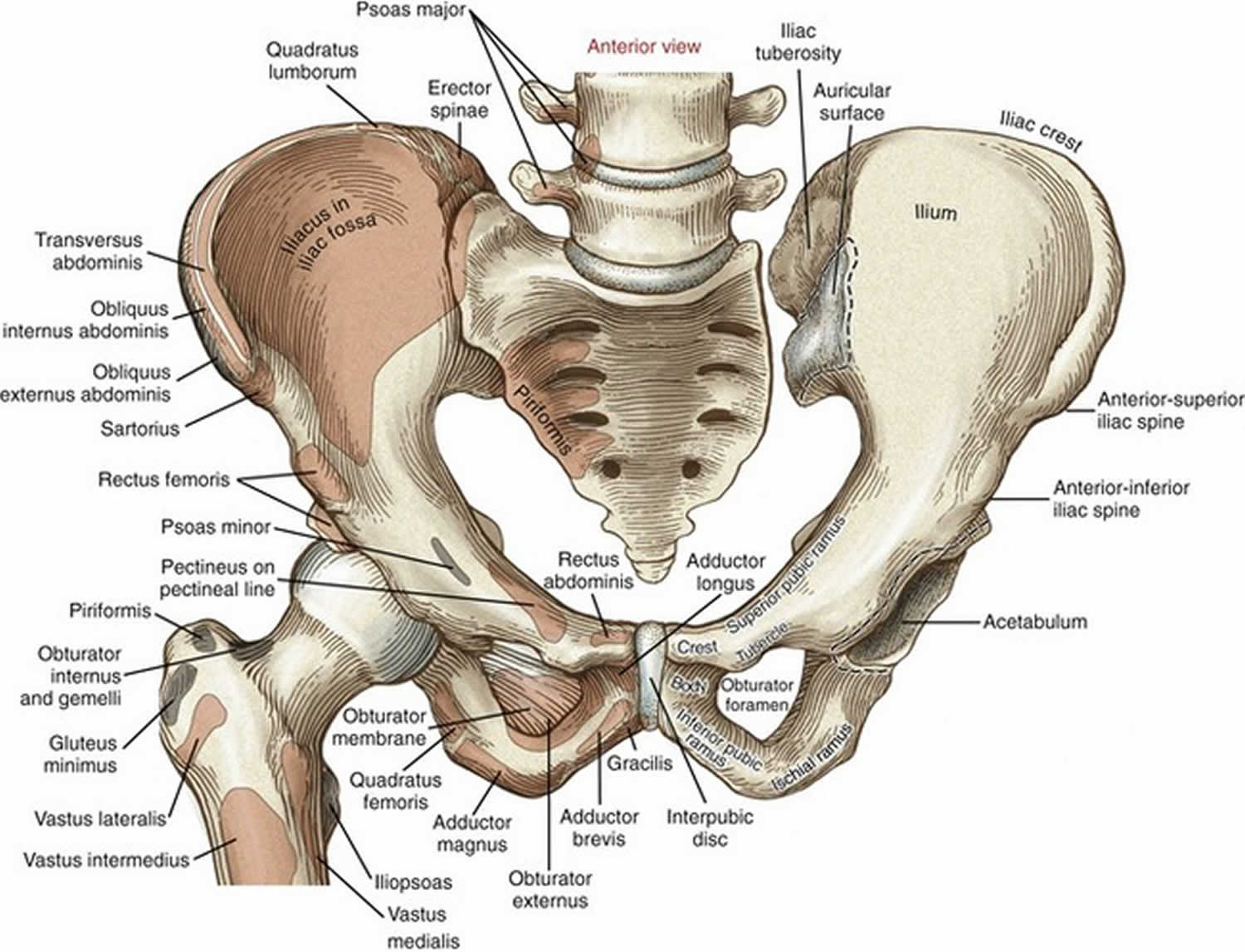 Hip pointer injury causes, symptoms, diagnosis, treatment & recovery time