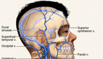 jugular vein