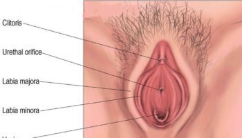 labia majora anatomy