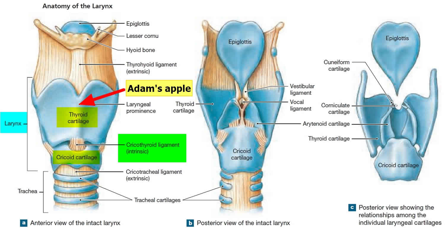 Adam's apple