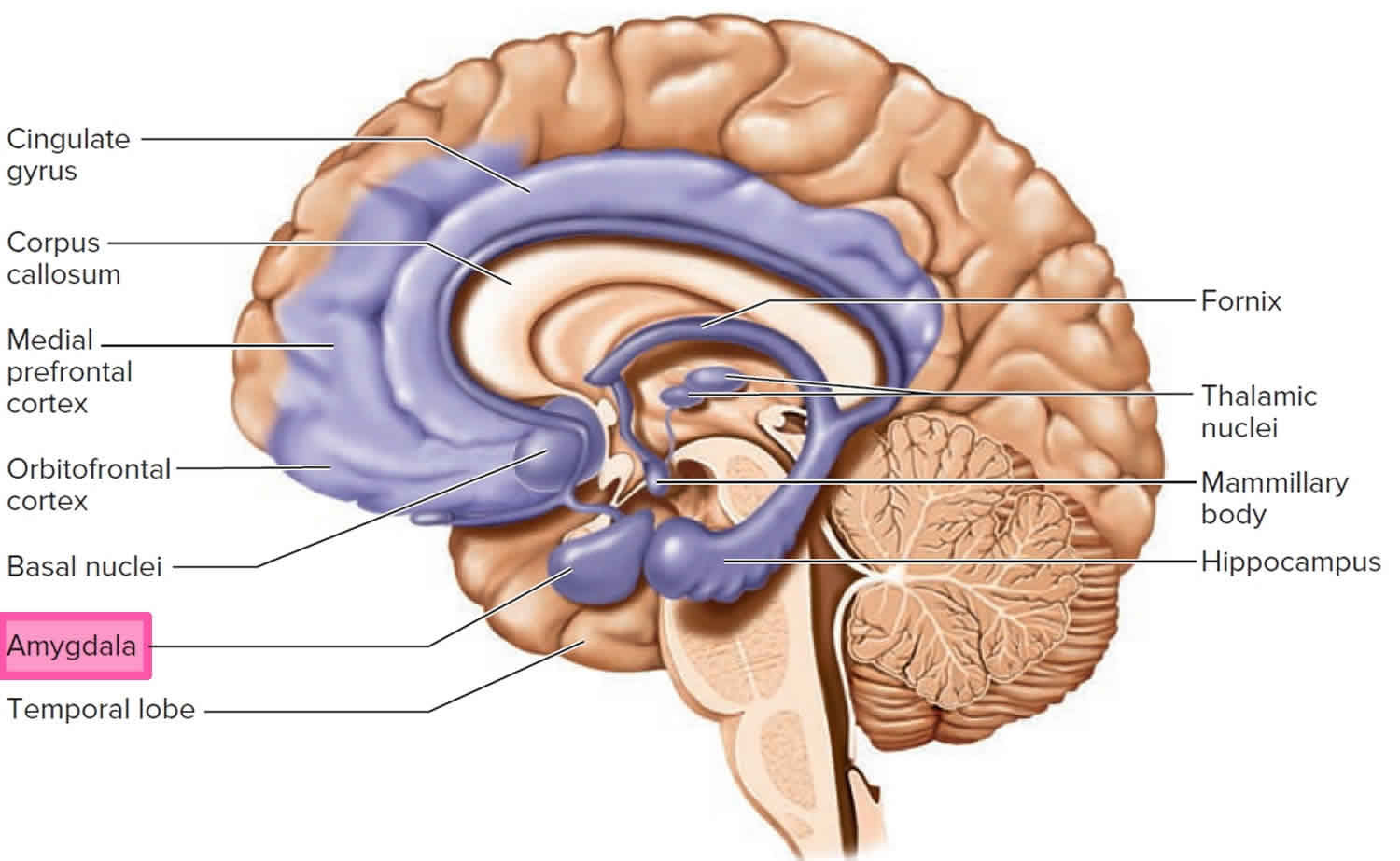 The limbic system - Queensland Brain Institute - University of
