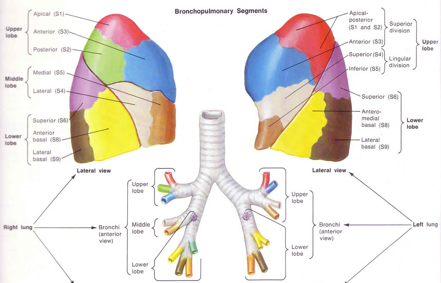 Lung lobes