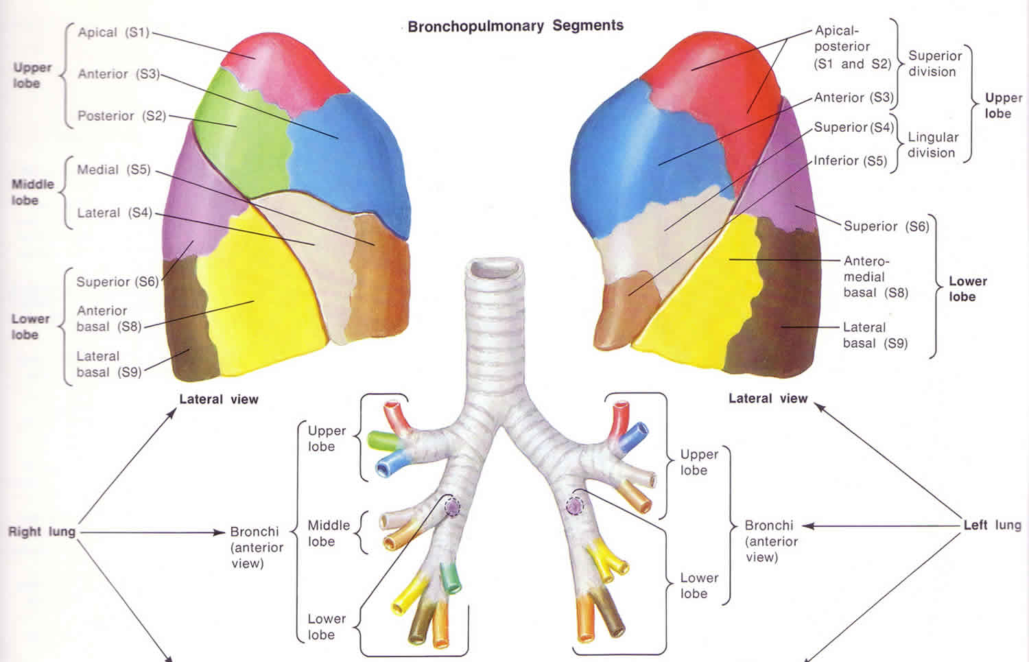 lobectomy-lung-thyroid-brain-lobectomy-lobectomy-complications