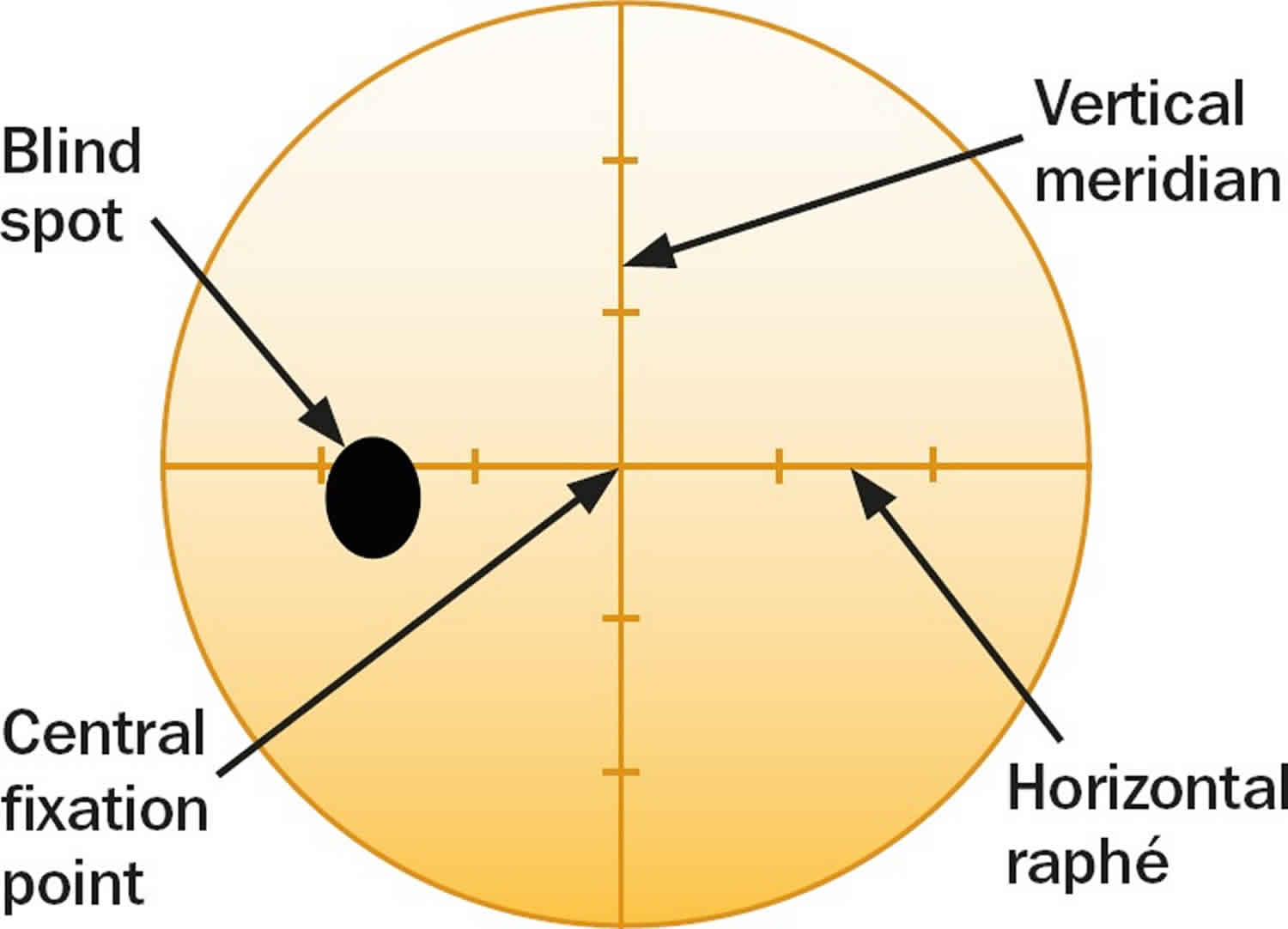 normal visual field