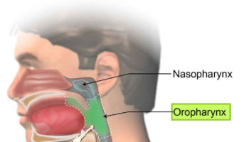 oropharynx