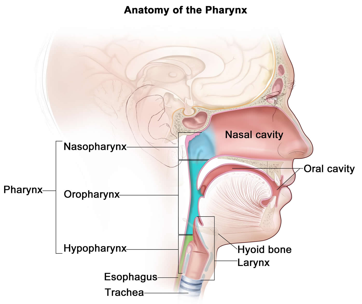 Oropharynx anatomy