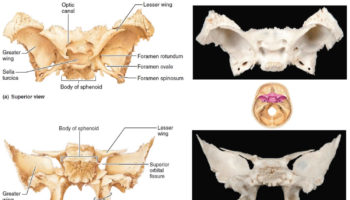 parts of sphenoid bone