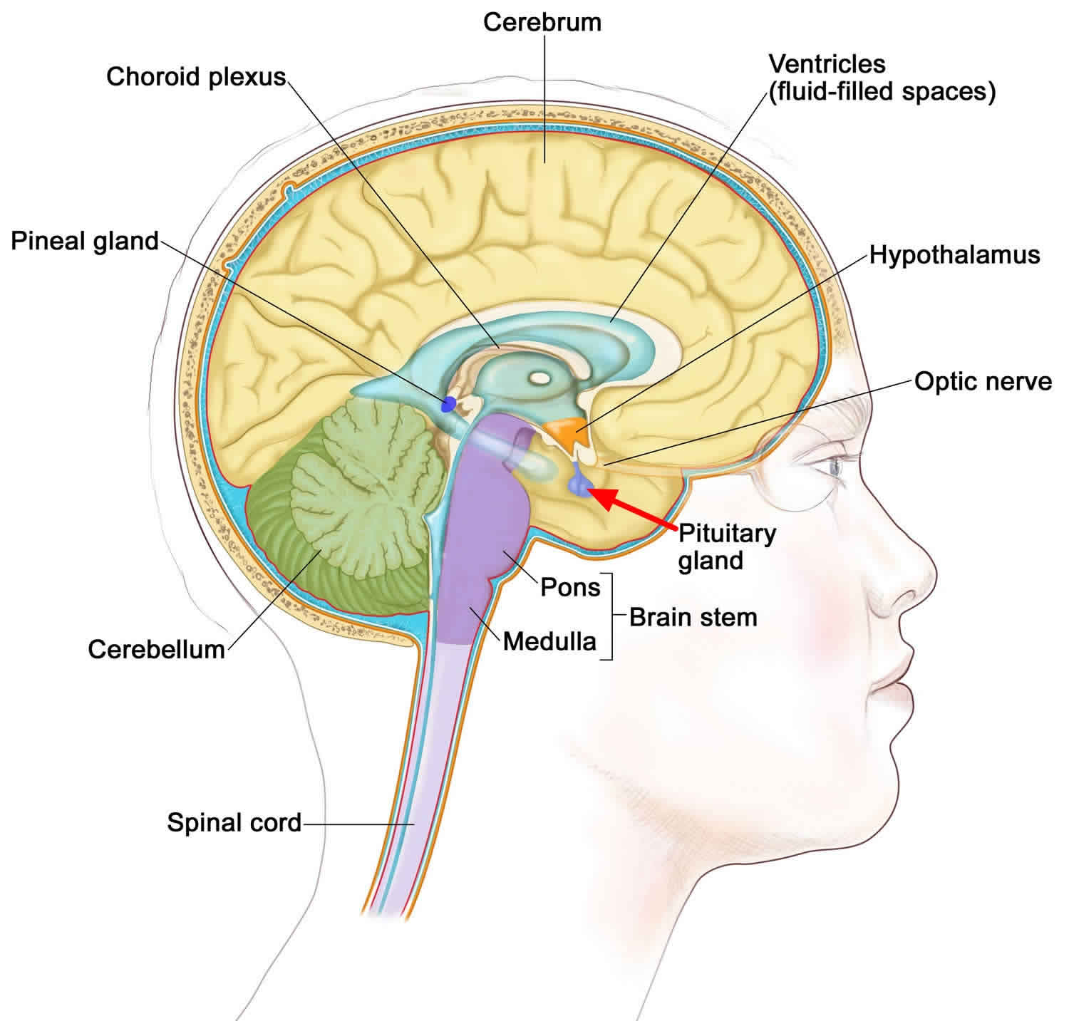 pituitary-adenoma-causes-symptoms-diagnosis-treatment-prognosis