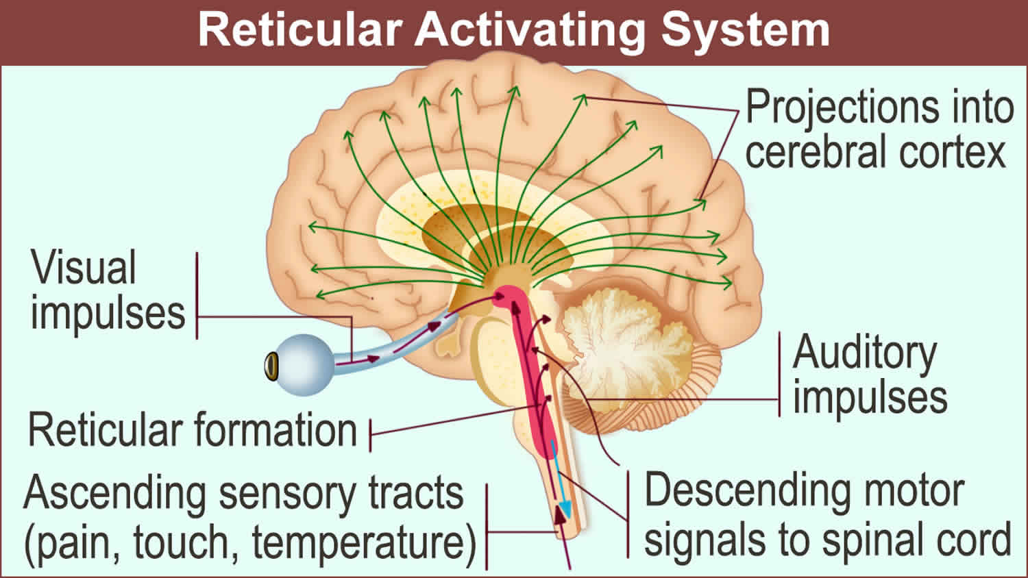 brain stem function but no brain activity