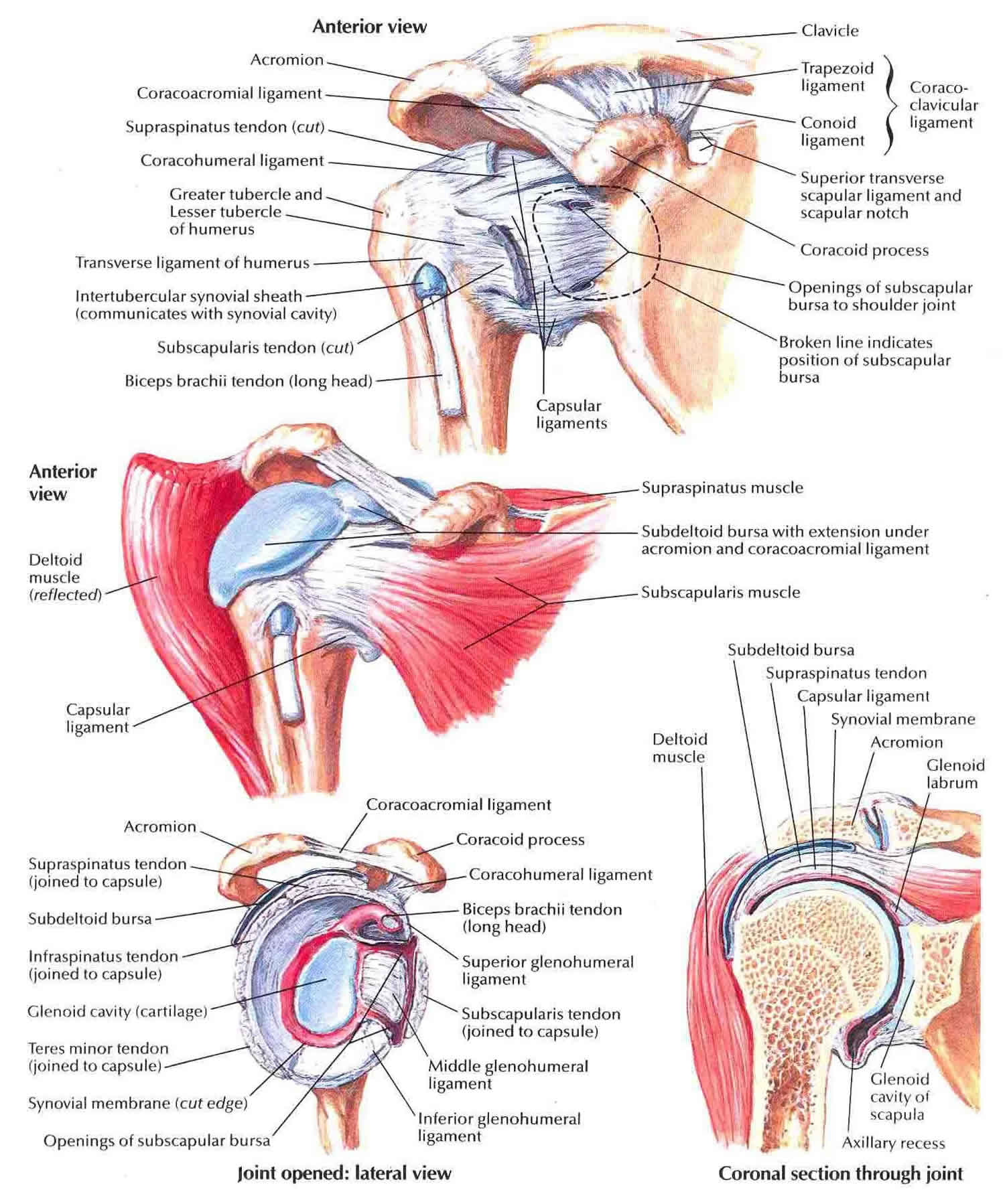 Shoulder anatomy